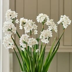Paperwhites In Linen Bag 7 Paperwhites In Linen Bag -Garden Bloomy Shop x600 36696