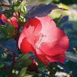 Hibiscus 'Midnight Marvel' 8 Hibiscus 'Midnight Marvel' -Garden Bloomy Shop x600 36730