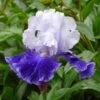 Iris Germanica 'Drifting' -Garden Bloomy Shop x600 36763
