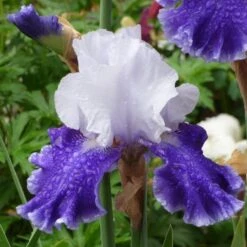 Iris Germanica 'Drifting' 8 Iris Germanica 'Drifting' -Garden Bloomy Shop x600 36765