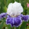 Iris Germanica 'Tillamook Bay' - Reblooming -Garden Bloomy Shop x600 36772