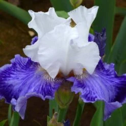 Iris Germanica 'Tillamook Bay' - Reblooming 10 Iris Germanica 'Tillamook Bay' - Reblooming -Garden Bloomy Shop x600 36774