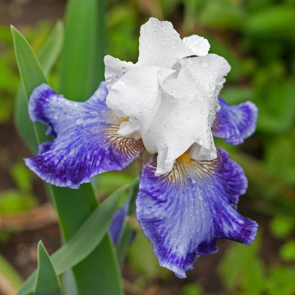 Iris Germanica 'Tillamook Bay' - Reblooming 5 Iris Germanica 'Tillamook Bay' - Reblooming - Image 3