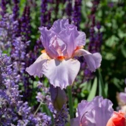 Iris Germanica 'Snappy Dresser' 11 Iris Germanica 'Snappy Dresser' -Garden Bloomy Shop x600 36790