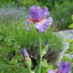 Iris Germanica 'Snappy Dresser' 12 Iris Germanica 'Snappy Dresser' -Garden Bloomy Shop x600 36791