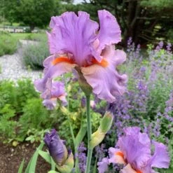 Iris Germanica 'Snappy Dresser' 13 Iris Germanica 'Snappy Dresser' -Garden Bloomy Shop x600 36792