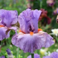 Iris Germanica 'Snappy Dresser' 14 Iris Germanica 'Snappy Dresser' -Garden Bloomy Shop x600 36793