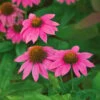 Echinacea Purpurea PowWow® Wild Berry 2 Echinacea Purpurea PowWow® Wild Berry -Garden Bloomy Shop x600 36797