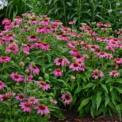 Echinacea Purpurea PowWow® Wild Berry 5 Echinacea Purpurea PowWow® Wild Berry -Garden Bloomy Shop x600 36798