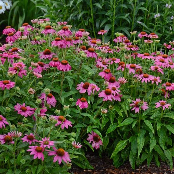 Echinacea Purpurea PowWow® Wild Berry 4 Echinacea Purpurea PowWow® Wild Berry - Image 2