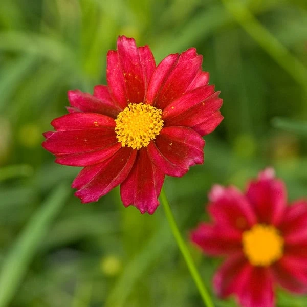 Coreopsis Big Bang™ 'Mercury Rising' 4 Coreopsis Big Bang™ 'Mercury Rising' - Image 2