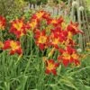 Hemerocallis (Daylily) 'All American Chief' 2 Hemerocallis (Daylily) 'All American Chief' -Garden Bloomy Shop x600 36801