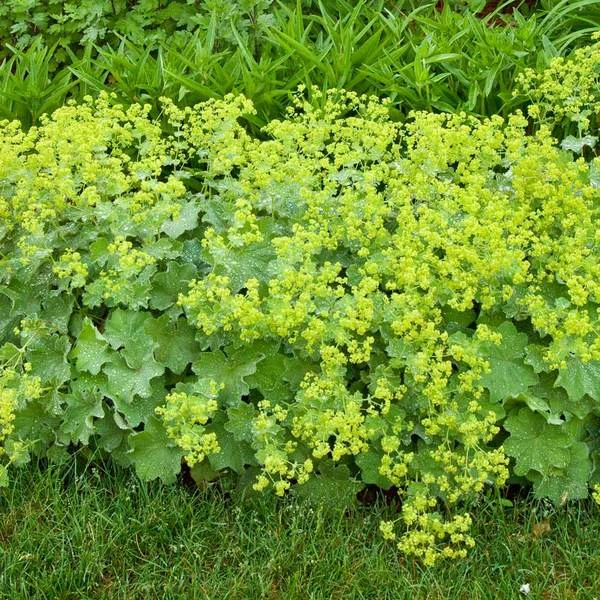 Alchemilla Mollis 4 Alchemilla Mollis - Image 2