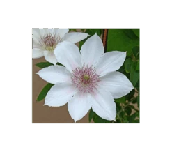 Clematis Corinne™ Boulevard® 7 Clematis Corinne™ Boulevard® -Garden Bloomy Shop x600 3687