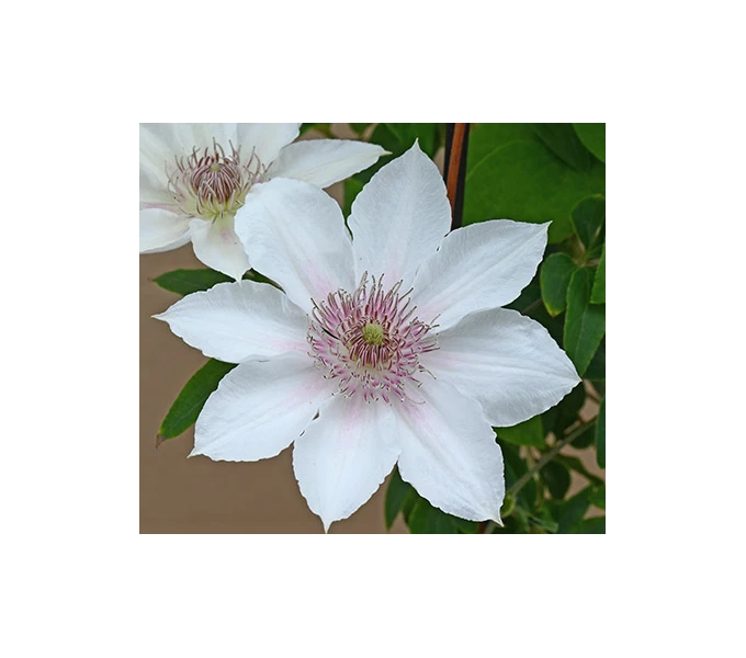 Clematis Corinne™ Boulevard® 5 Clematis Corinne™ Boulevard® - Image 3