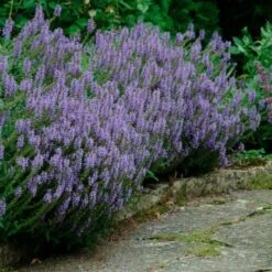 Sustained Splendor Rose & Perennial Garden 12 Sustained Splendor Rose & Perennial Garden -Garden Bloomy Shop x600 36894