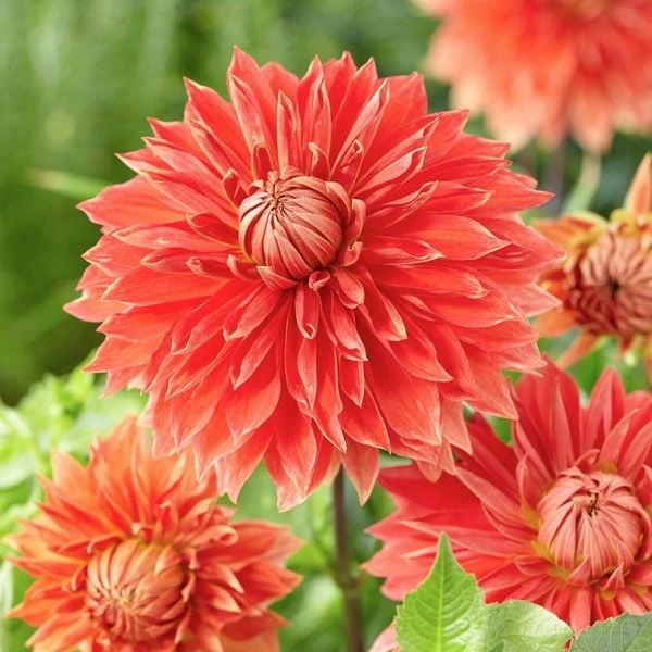 The Big Six Dahlia Collection 3 The Big Six Dahlia Collection