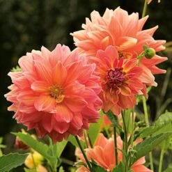 The Big Six Dahlia Collection 13 The Big Six Dahlia Collection -Garden Bloomy Shop x600 36919
