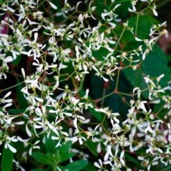 Apricot Allegro Annual Collection 13 Apricot Allegro Annual Collection -Garden Bloomy Shop x600 36926