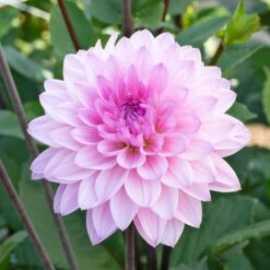The Karma Dahlia Collection - 4 Tubers -Garden Bloomy Shop x600 36940