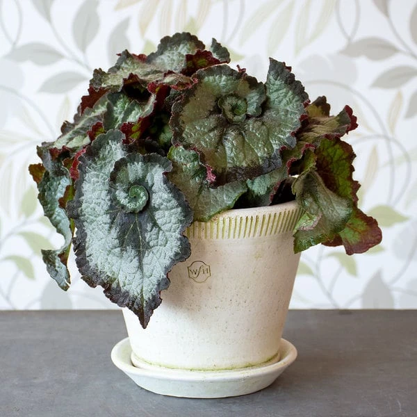 Begonia 'Escargot' In Farnham Pot And Saucer 3 Begonia 'Escargot' In Farnham Pot And Saucer