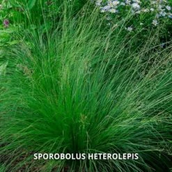 Start A Garden For Butterflies -Garden Bloomy Shop x600 37156