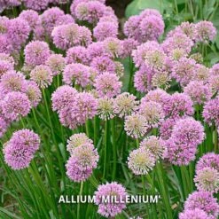 Start A Garden For Butterflies -Garden Bloomy Shop x600 37157