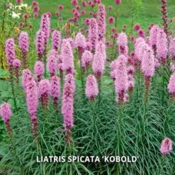 Start A Garden For Butterflies -Garden Bloomy Shop x600 37159