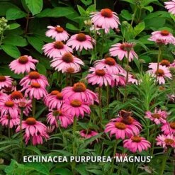 Start A Garden For Butterflies -Garden Bloomy Shop x600 37161