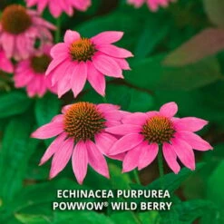 Start A Garden For Butterflies -Garden Bloomy Shop x600 37186