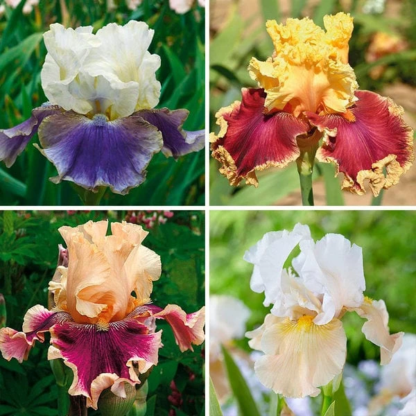 Pride Of The Border Bicolor Iris Collection - 4 Plants 4 Pride Of The Border Bicolor Iris Collection - 4 Plants - Image 2