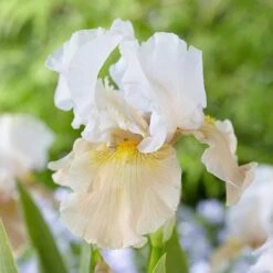 Pride Of The Border Bicolor Iris Collection - 4 Plants 11 Pride Of The Border Bicolor Iris Collection - 4 Plants -Garden Bloomy Shop x600 37252