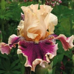 Pride Of The Border Bicolor Iris Collection - 4 Plants 10 Pride Of The Border Bicolor Iris Collection - 4 Plants -Garden Bloomy Shop x600 37253
