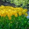 Tulip 'Novi Sun' -Garden Bloomy Shop x600 37407