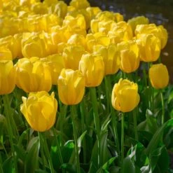 Tulip 'Novi Sun' -Garden Bloomy Shop x600 37410