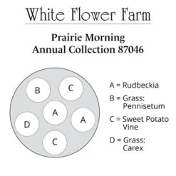 Prairie Morning Annual Collection -Garden Bloomy Shop x600 37452