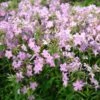 Phlox Carolina Subsp. Carolina 'Kim' -Garden Bloomy Shop x600 37474