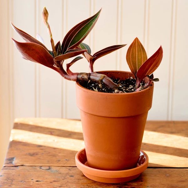 Jewel Orchid In Terracotta Long Tom Pot With Saucer 3 Jewel Orchid In Terracotta Long Tom Pot With Saucer