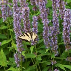 Agastache 'Blue Fortune' 10 Agastache 'Blue Fortune' -Garden Bloomy Shop x600 37683