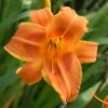 Sunset Glow Daylily Mix 1 Sunset Glow Daylily Mix -Garden Bloomy Shop x600 37836