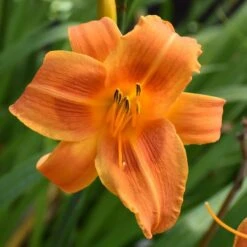 Sunset Glow Daylily Mix
