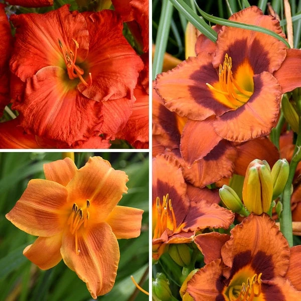 Sunset Glow Daylily Mix 4 Sunset Glow Daylily Mix - Image 2