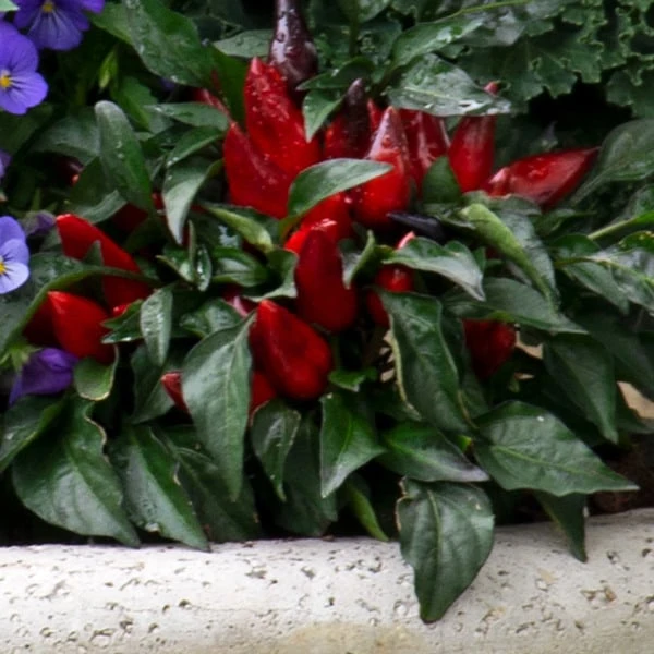 Octoberfest Fall Collection 4 Octoberfest Fall Collection - Image 2