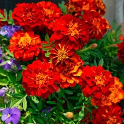 Spicy Kale Fall Collection -Garden Bloomy Shop x600 37868