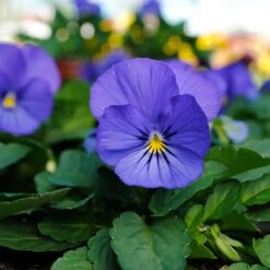 Spicy Kale Fall Collection -Garden Bloomy Shop x600 37869