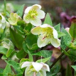 Helleborus Frostkiss® Molly's White -Garden Bloomy Shop x600 37882