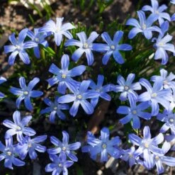 Chionodoxa Forbesii -Garden Bloomy Shop x600 37964