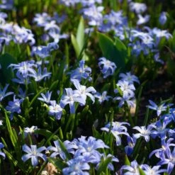 Chionodoxa Forbesii -Garden Bloomy Shop x600 37965