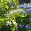Dicentra Spectabilis 'Alba' 1 Dicentra Spectabilis 'Alba' -Garden Bloomy Shop x600 38010