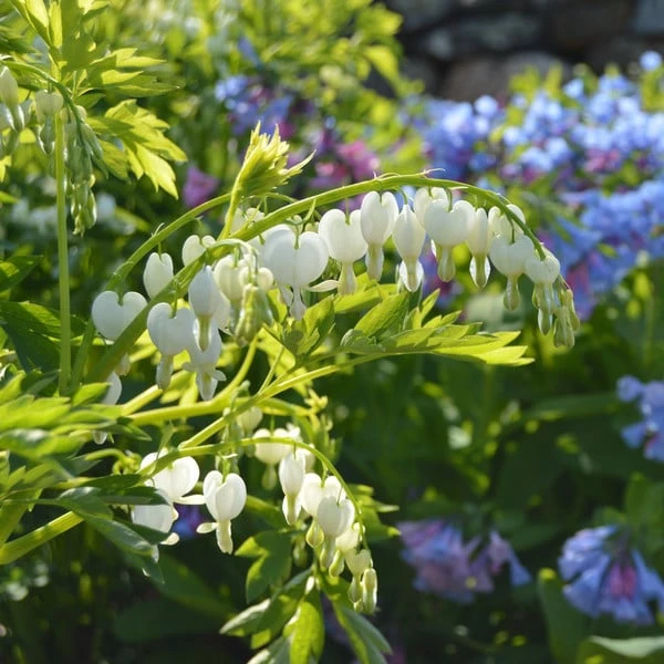Dicentra Spectabilis 'Alba' 3 Dicentra Spectabilis 'Alba'